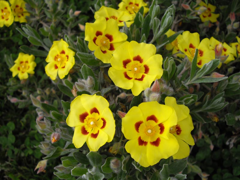 Halimium lasianthum ‘Formosum’